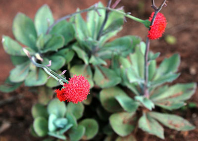 Senecio fulgens; Photographed by Johannes Vogel